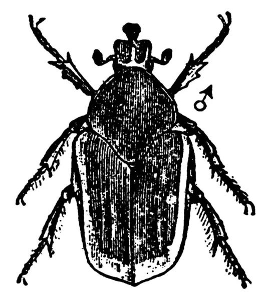 Ljusgröna Arter Allorhina Nitida Vanligt Söder Vintage Linje Ritning Eller — Stock vektor