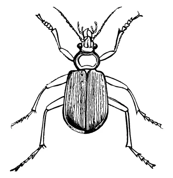 虎形甲虫是种类繁多的甲虫 具有速度快 捕食性强 线条画或雕刻图解等特点 — 图库矢量图片