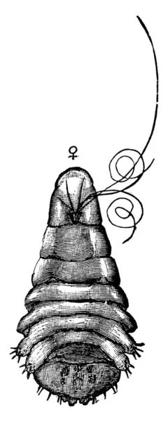 Самка Mytilaspis Pomorum Малюнок Вінтажних Ліній Або Гравюра — стоковий вектор