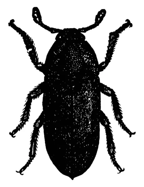 Leather Beetle Piccolo Coleottero Che Cresce Fino Pollice Mezzo Lunghezza — Vettoriale Stock