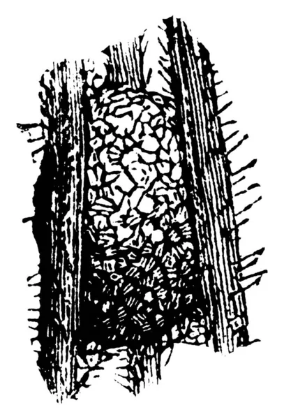 Сеть Коконов Жуков Изготовленных Моли Гусеницы Рисунок Винтажной Линии Гравировка — стоковый вектор