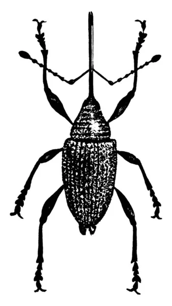 Petit Scarabée Weevil Tête Est Forme Museau Donc Appelée Coléoptère — Image vectorielle