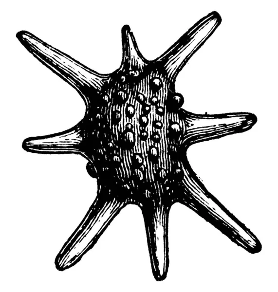 Questa Figura Mostra Una Specie Marina Microrganismo Chiamata Calcarina Disegno — Vettoriale Stock