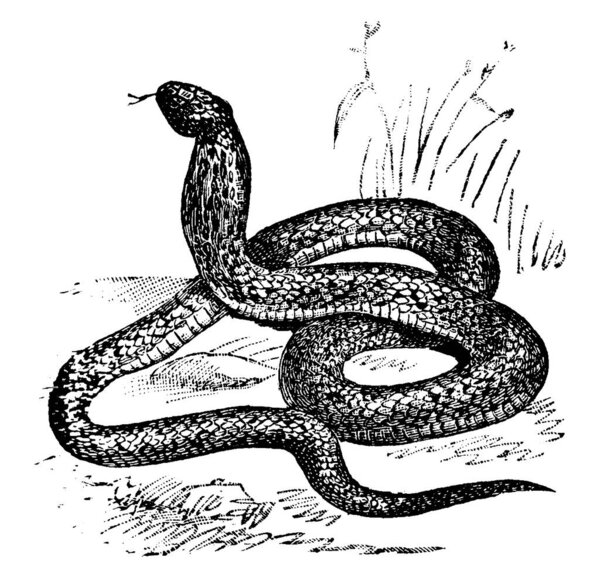 Будучи египетским королевским символом, в древности относился к любому из нескольких ядовитых видов змей, найденных в регионе Нила, его яд принес сонливость и тяжесть без спазмов боли, рисования винтажных линий или гравировки иллюстраций.