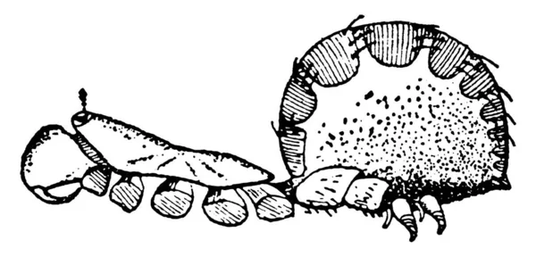Typowa Reprezentacja Bocznego Widoku Gatunku Liphistius Desultor Przedstawiająca Fragmenty Jak — Wektor stockowy