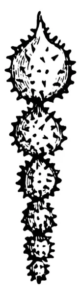 Foraminifera Είναι Μέλη Ενός Φύλλου Vintage Γραμμή Σχέδιο Χαρακτική Εικονογράφηση — Διανυσματικό Αρχείο