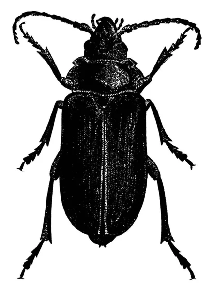 Prionus Californicus Sind Allgemein Als Wurzelbohrer Vintage Linienzeichnung Oder Gravierillustration — Stockvektor