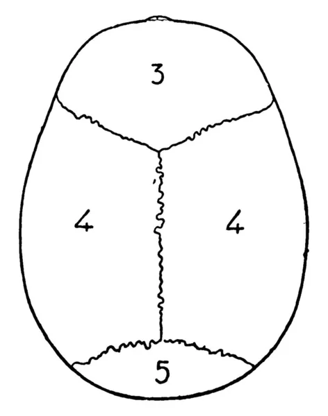보호하는 역할을 인간의 두개골의 부분들에는 라벨이 빈티지 선그리기나 그림이 새겨져 — 스톡 벡터