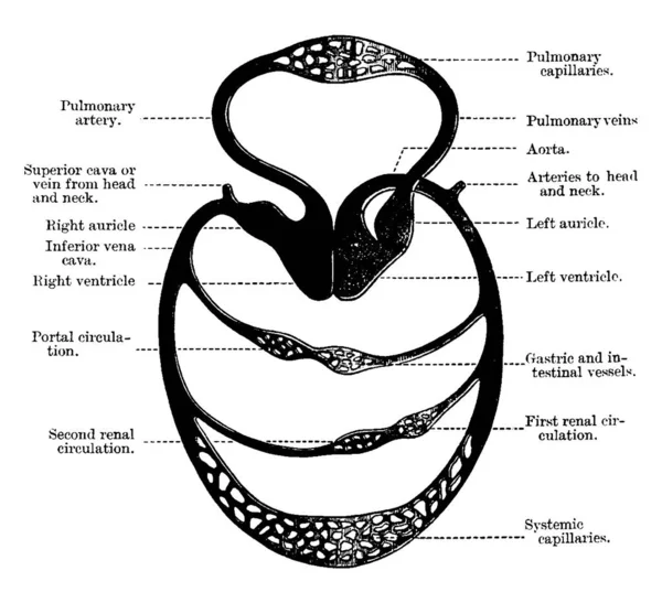 Diagrama Circulación Sanguínea Completa Del Cuerpo Humano Dibujo Línea Vintage — Archivo Imágenes Vectoriales