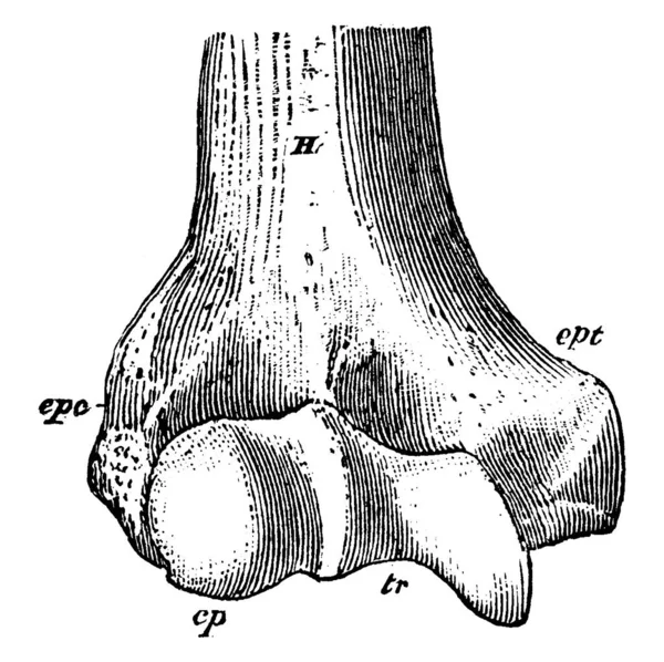 Distal End Right Humerus Man Its Parts Label Vintage Line — 스톡 벡터