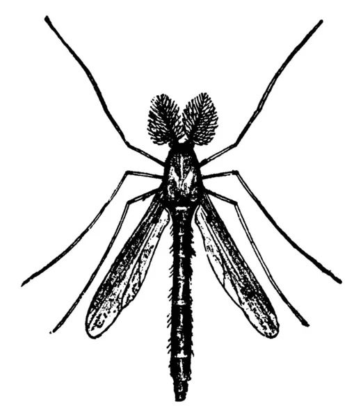 雄苍蝇 七叶草科的一种 头上有明显的冠 体长细长 触角长 前翼比后翼 复古线条或雕刻插图暗 — 图库矢量图片