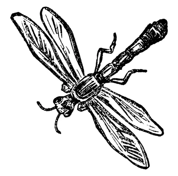 蚂蚁完美昆虫的典型代表 又瘦又长 有斑纹的身体和径向静脉贯穿它们的翅膀 有古老的线条画或雕刻图解 — 图库矢量图片
