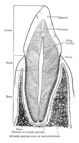 Section Verticale Dent Canine Montrant Les Différentes Parties Structures Avec — Image vectorielle