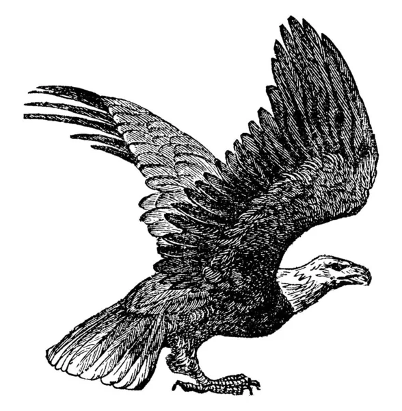 Bald Eagle 一种在北美发现的猛禽 最有名的是美国的国鸟和象征 古老的线条画或雕刻插图 — 图库矢量图片