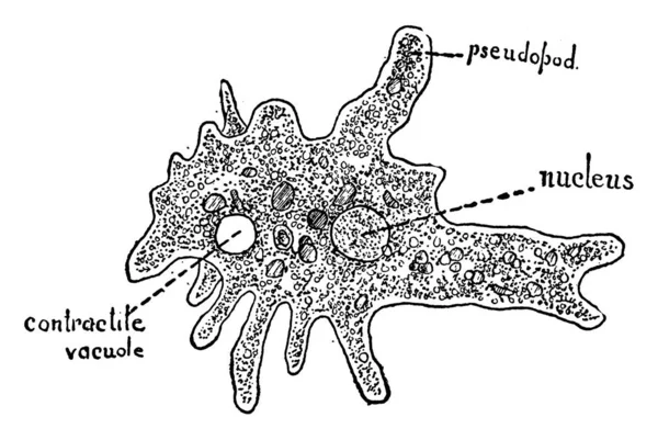 アメーバ アメーバ 核及び収縮性の液胞 ヴィンテージ線画又は彫刻イラストを有する生物である — ストックベクタ