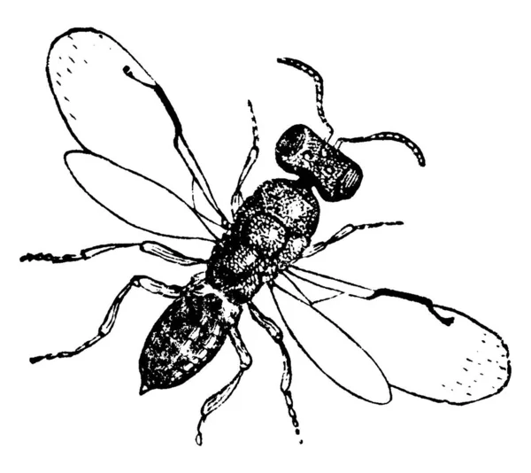 Bir Erkeğin Üst Görünüşü Semiotellus Chalcidiphagus Bir Karınca Klasik Çizim — Stok Vektör