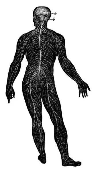 Диаграмма Которой Изображена Полная Нервная Система Рисунок Винтажной Линии Гравировка — стоковый вектор