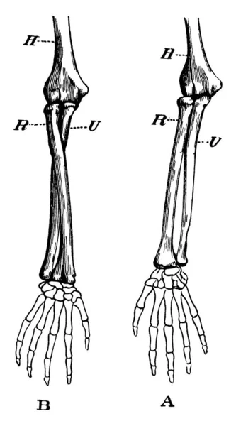 관절의 움직임을 나타내는 야자수 대명사의 상완골의 반지름 빈티지 — 스톡 벡터
