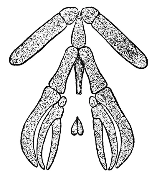 Описано Гіоїдний Розгалужений Апарат Necturus Maculosus Вид Водяного Саламандру Поширений — стоковий вектор