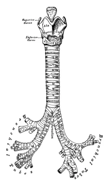 Gége Légcső Hörgők Porcainak Elülső Nézete Trachea Ismert Légcső Osztódik — Stock Vector