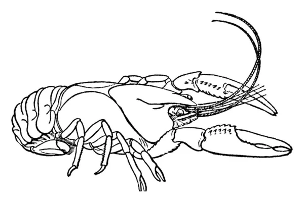 ザリガニ 小さなロブスターのような淡水甲殻類は それらはおそらく密接に関連しており ヴィンテージライン図面や彫刻イラスト — ストックベクタ