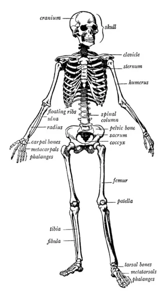 Human Body Skeleton Vintage Line Drawing Engraving Illustration — Stock Vector
