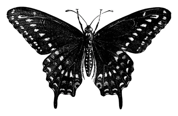 Imagen Representa Mariposa Macho Especie Cola Golondrina Clasificada Familia Papilio — Archivo Imágenes Vectoriales