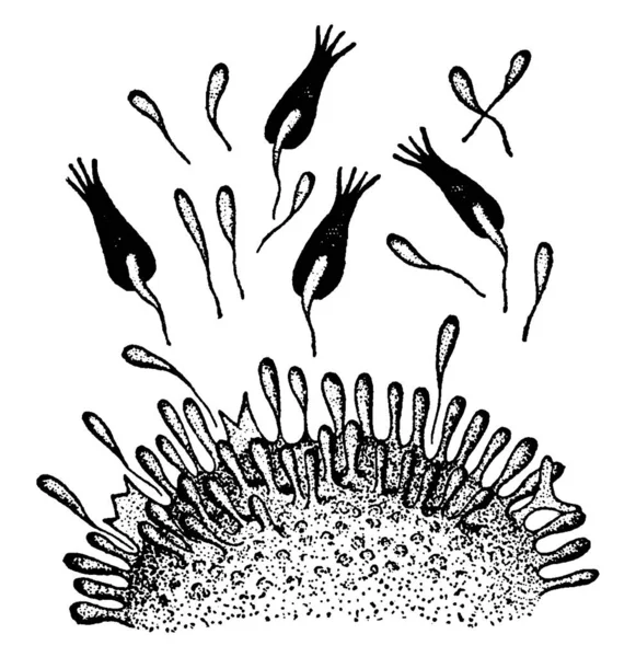 Mechanism Immunity Cytolysis Labelled Parts Illustrates Excessive Production Receptors Illustrates — Stock Vector