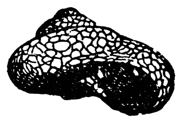 Caddice Made Larva Trichoptera Vintage Line Drawing Engraving Illustration — Stock Vector