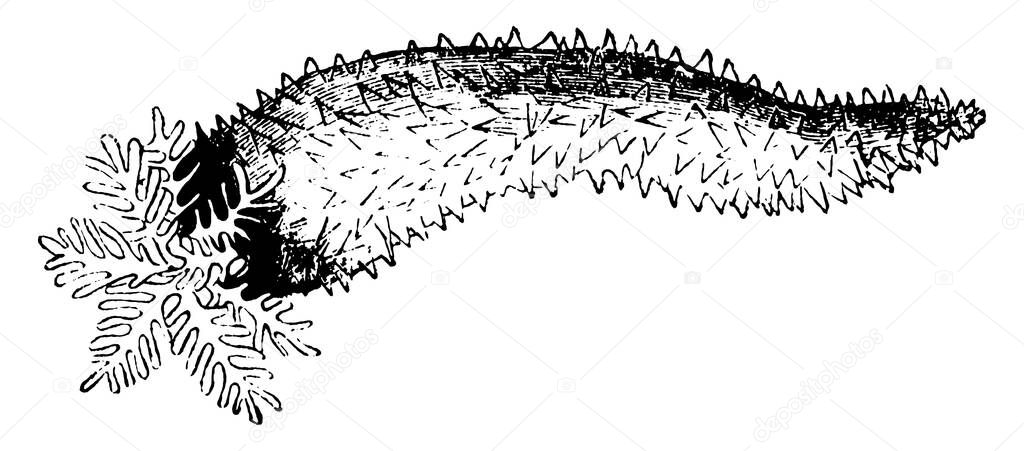 Sea-cucumbers are marine animals with a leathery skin and an elongated body, vintage line drawing or engraving illustration.