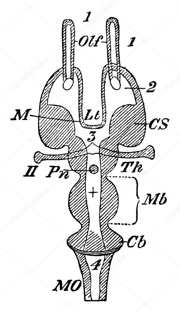 Vertebrate Encephalon in horizontal section, with its parts labelled, vintage line drawing or engraving illustration.