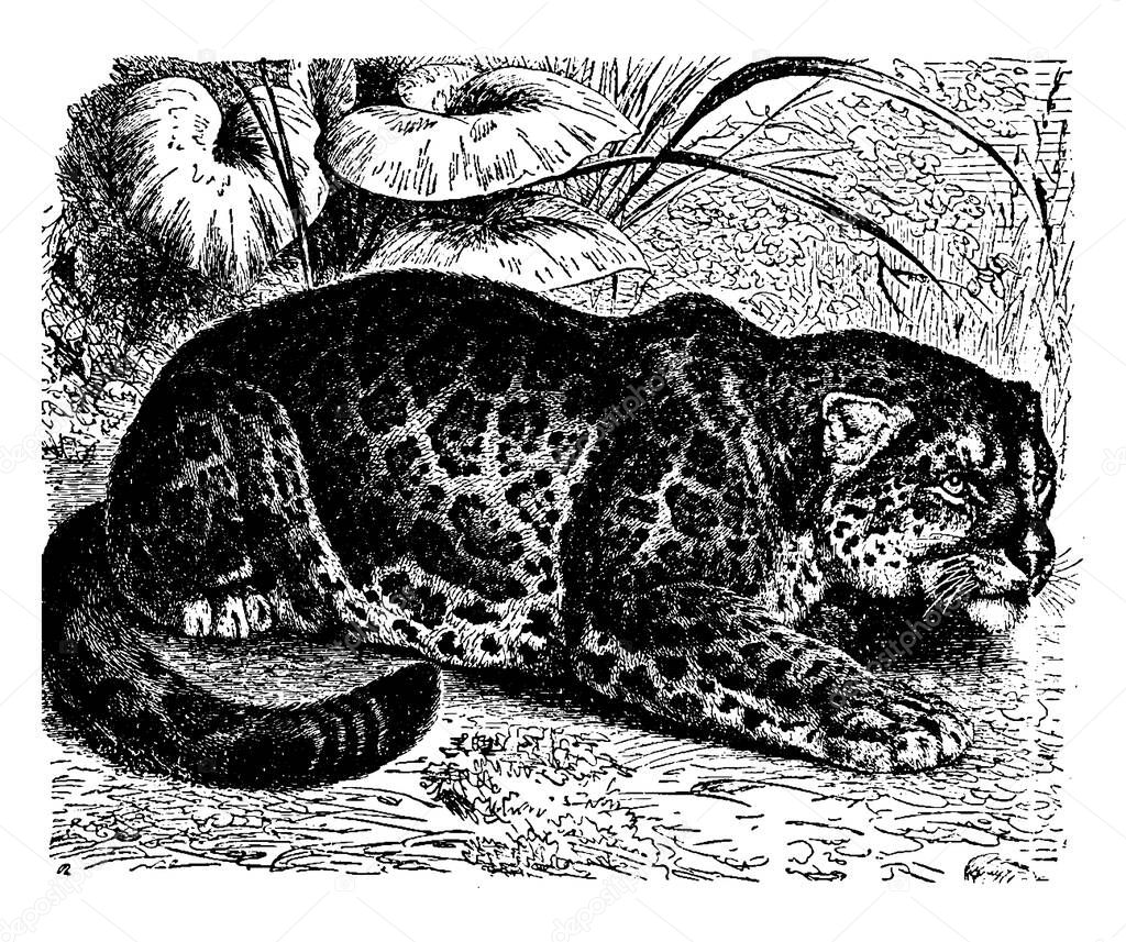 Jaguar is a large cat species of Panthera family having lifespan of 12-15 years, vintage line drawing or engraving illustration.