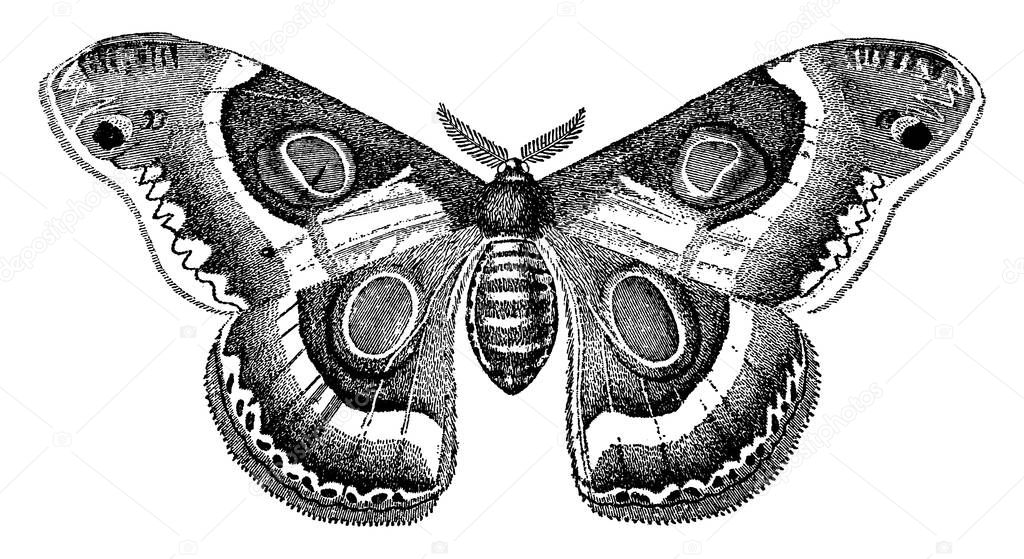 Bombycina are nocturnal moths, with the organs of the mouth are atrophied in many cases, that makes it unfit for use, with distinct circular spots and bold patterns running through their wings, vintage line drawing or engraving illustration.