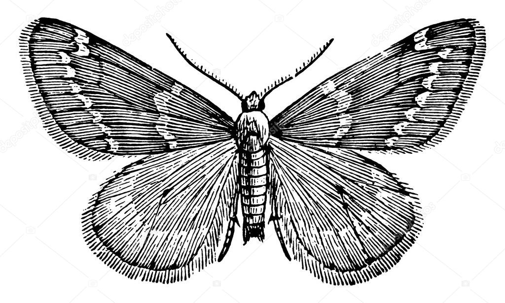 The picture depicts the species of a male moth, that are nocturnal, vintage line drawing or engraving illustration.