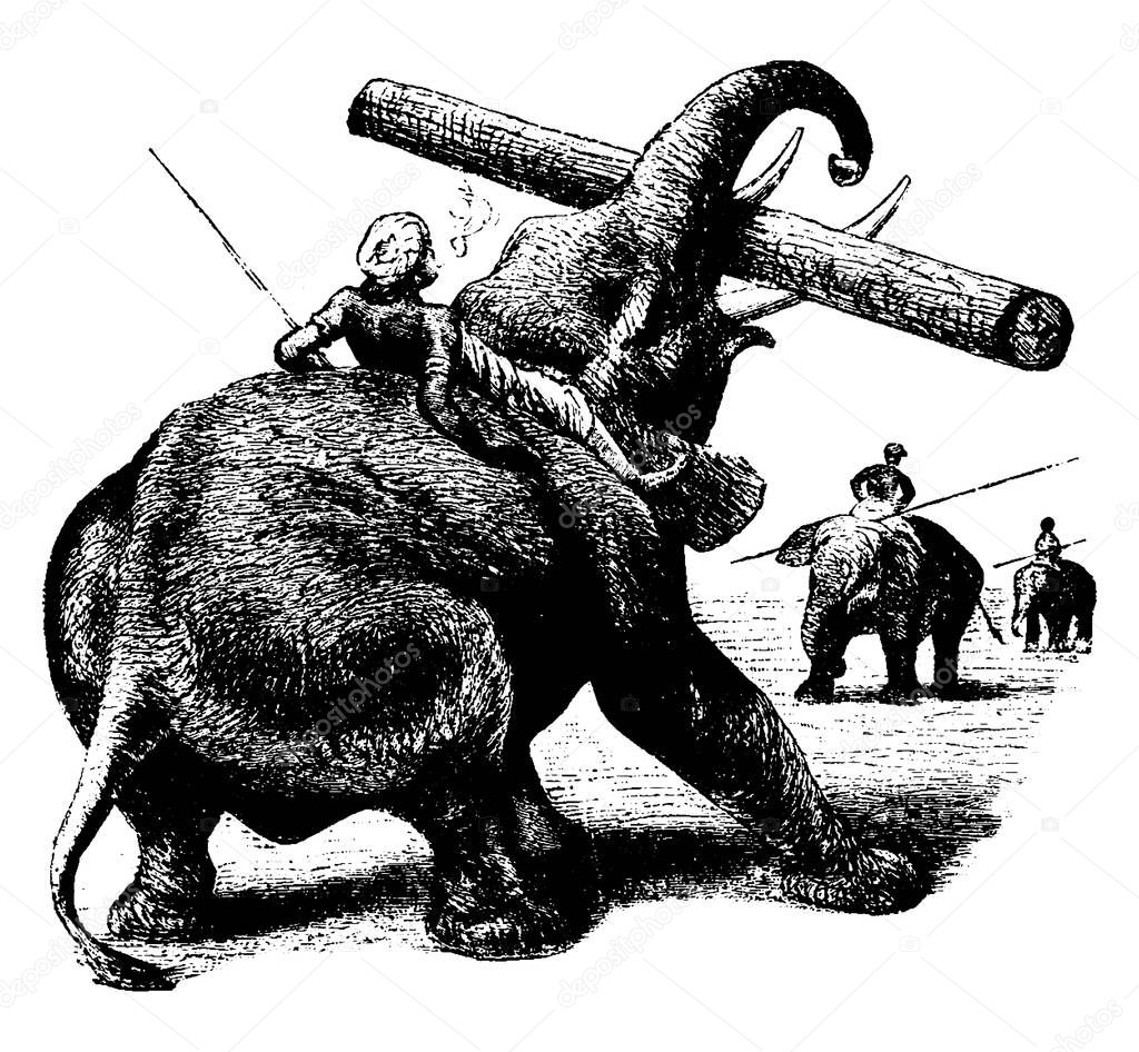 A mahout riding an elephant with large ears, pillar like legs, lifting a log with its long trunk , vintage line drawing or engraving illustration 