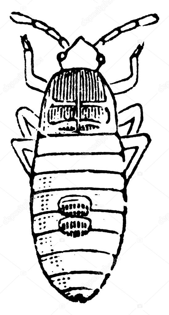 Larva of the Chinch-bug of Blissus leucopterus species., vintage line drawing or engraving illustration.