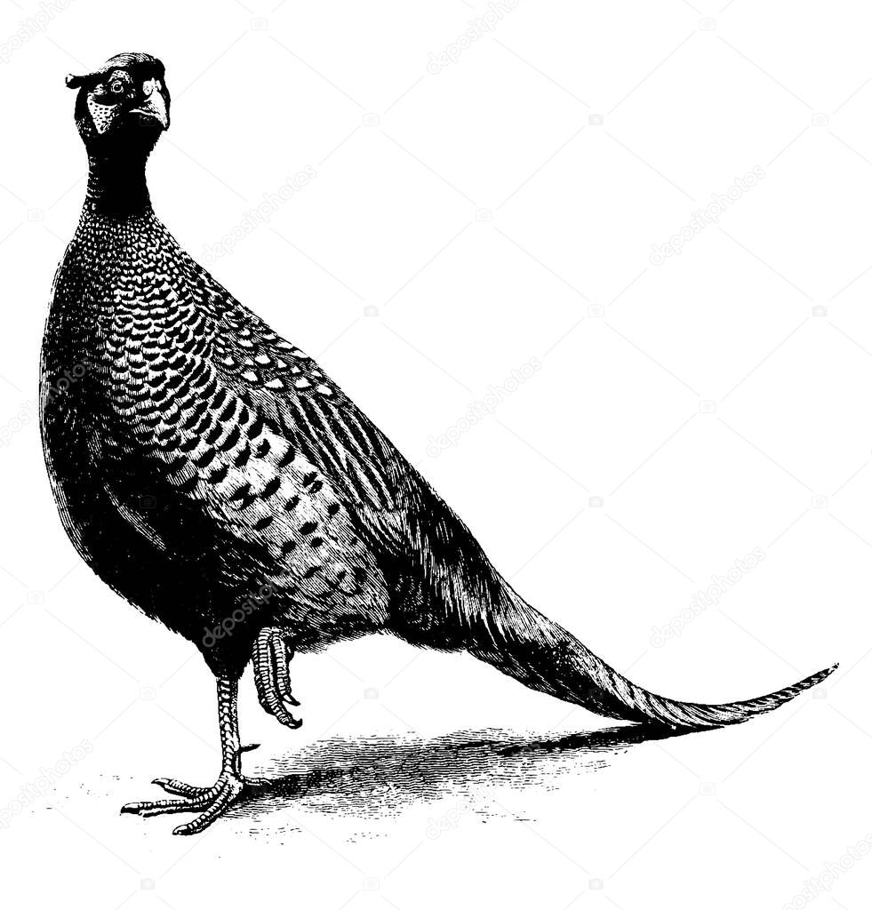 The Pheasant is heavy, ground living game bird species of the family Phasianidae established in New Zealand., vintage line drawing or engraving illustration. 