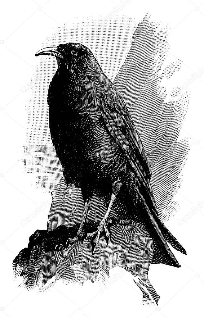 The red legged or Cornish crow is a bird in the crow family that has glossy black plumage, a long curved red bill, red feet, and a loud, ringing call, vintage line drawing or engraving illustration 