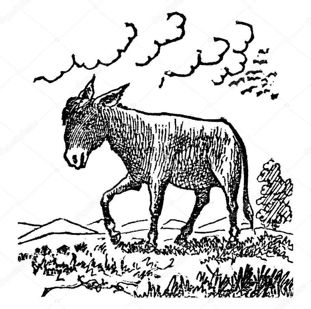 The domesticated member of the horse family, Equidae, as beasts of burden, having a peculiarly harsh bray, and long, slouching ears. A male donkey or ass is called a jack, a female a jenny or jennet, vintage line drawing or engraving illustration 
