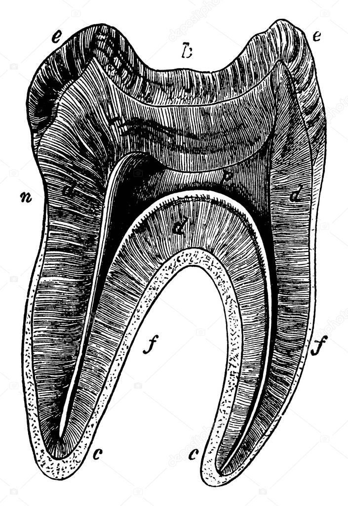 Longitudinal section of a molar tooth, with its parts labelled as, k, n, f, e, d, c, p, representing, crown, neck, fangs, enamel, dentine, cement and pulp cavity, respectively, vintage line drawing or engraving illustration.