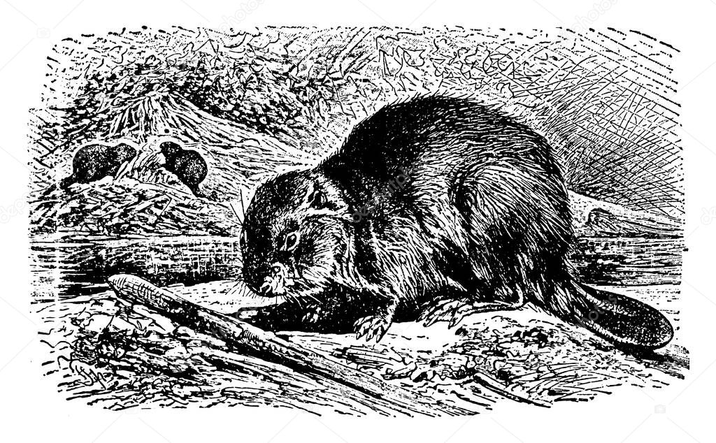 A type of rodent found in tributaries, vintage line drawing or engraving illustration.