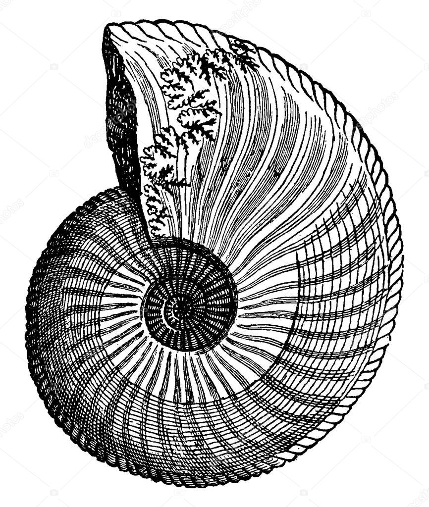 Ammonites are the extinct relatives of sea creatures such as the modern Nautilus from Palau, vintage line drawing or engraving illustration.
