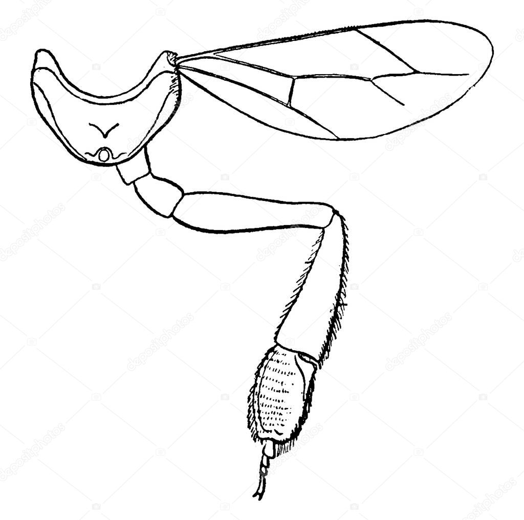 A Honey Bee is a eusocial, flying insect in the family Apidae, they lives in colonies. This figure represent Metathorax of Honey Bee, vintage line drawing or engraving illustration.