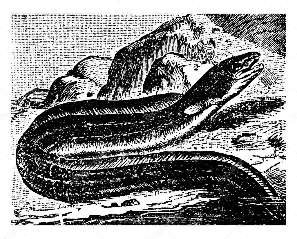 A large sea-eel are 6 to 10 feet long. Its upper parts are brownish-white, and the lower parts are dirty-white; the lateral line spotted with white, the dorsal and anal fins white margined with black, vintage line drawing or engraving illustration.