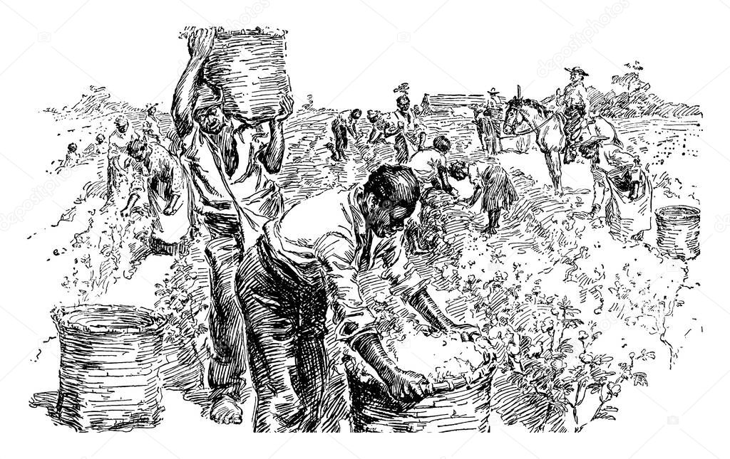 A typical representation of slaves on a cotton plantation, showing how they work in the field, vintage line drawing or engraving illustration.