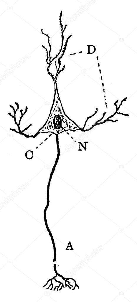 Diagram of a neuron, with its parts labelled as, 'A', representing axon arising from the cell-body and branching at its termination; 'D', representing dendrites; 'C and N', representing cell-body composed of 'C-cytoplasm and N-nucleus', vintage line 