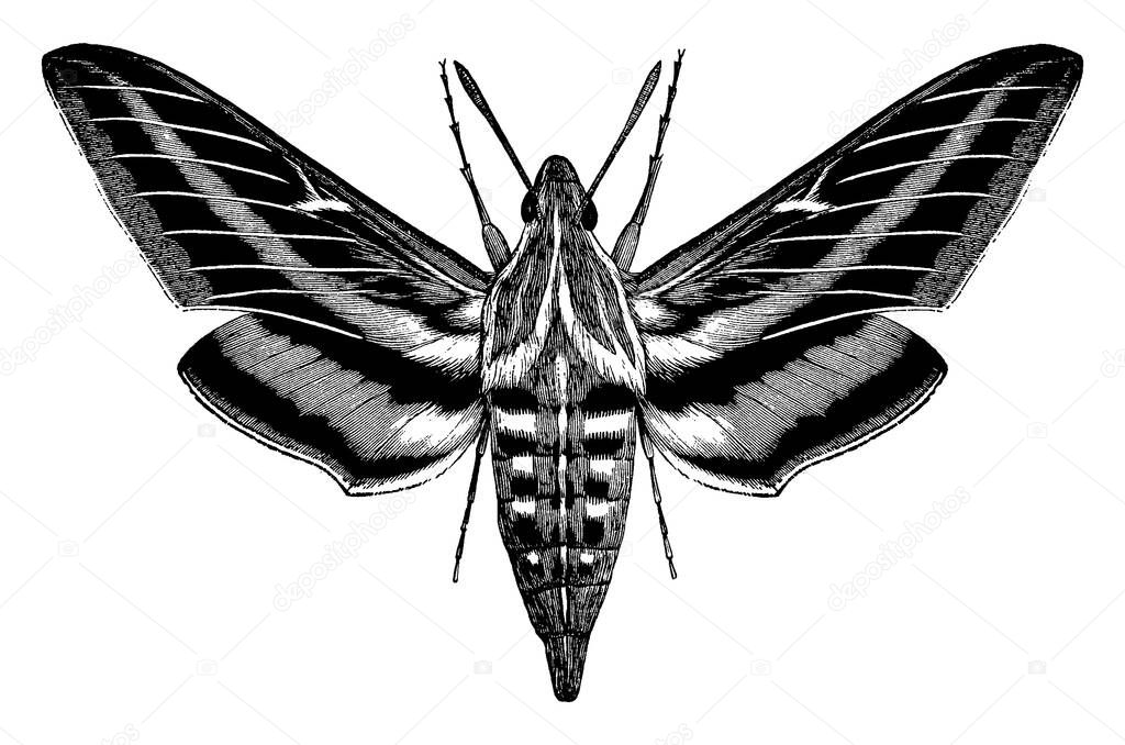 it is an image of white lined morning sphinx, shows a large mouth with white and black stripes, it shows displays the whole moth whereas the left wings are omitted as in original illustration, vintage line drawing or engraving 