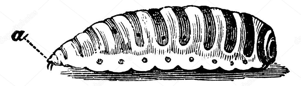 The full grown larva of the Sheep Bot Fly, with its parts, as mouth hooks, labeled. It, is a fly in the Oestridae family of bot flies and is known as a major pest in the Australian sheep industry, vintage line drawing or engraving illustration.