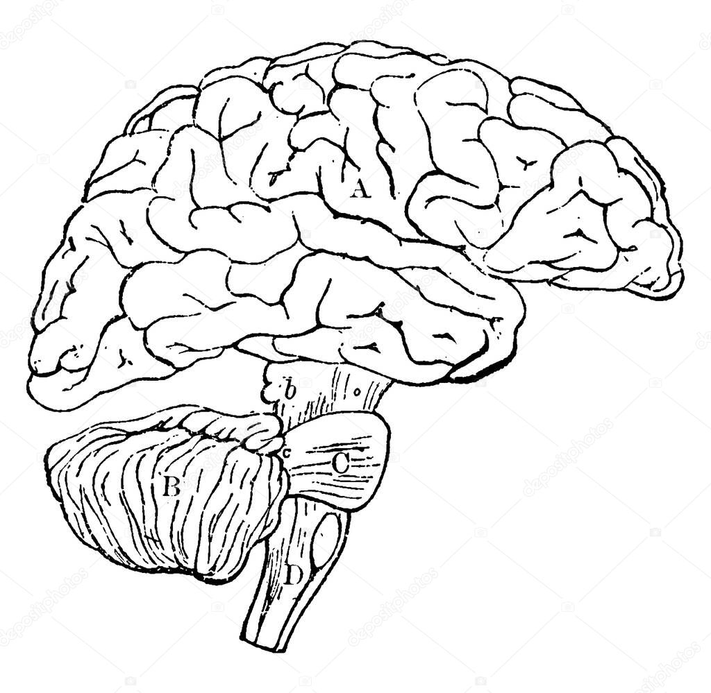 Showing the general relationships of the parts of the brain, 'A', fore-brain, 'b', midbrain, 'B', cerebellum, 'C', pons Varolii, 'D', medulla oblongata, 'B, C, and D', together constitute the hind-brain, vintage line drawing or engraving illustration