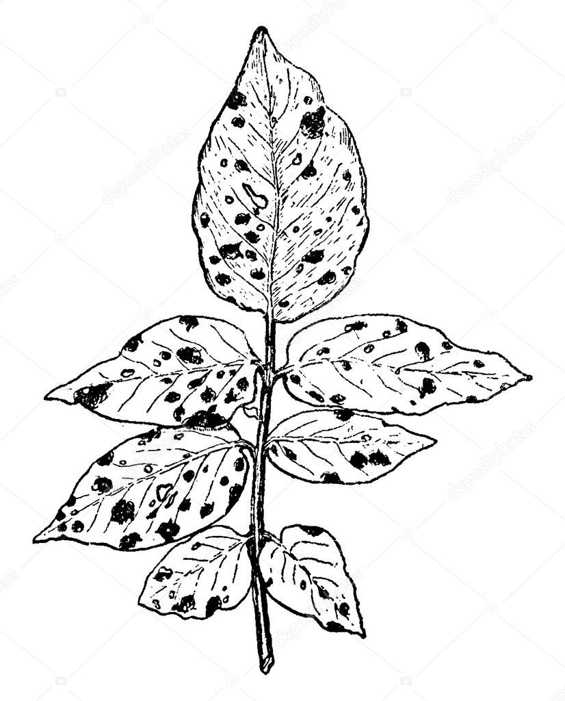 Infectious disease of potato in which sudden death of leaves, stem, root and blossoms occurs, vintage line drawing or engraving illustration.